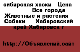 l: сибирская хаски › Цена ­ 10 000 - Все города Животные и растения » Собаки   . Хабаровский край,Хабаровск г.